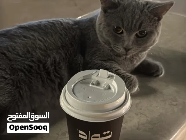 البيع سكوتش العمر 4 شهور