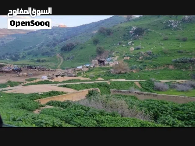 Farm Land for Rent in Irbid Mandah