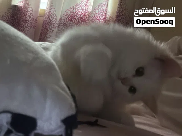 قطوة اسمها بسيطة