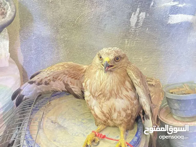 عقاب للبيع