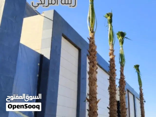 نخل واشنطن زينه أمريكي