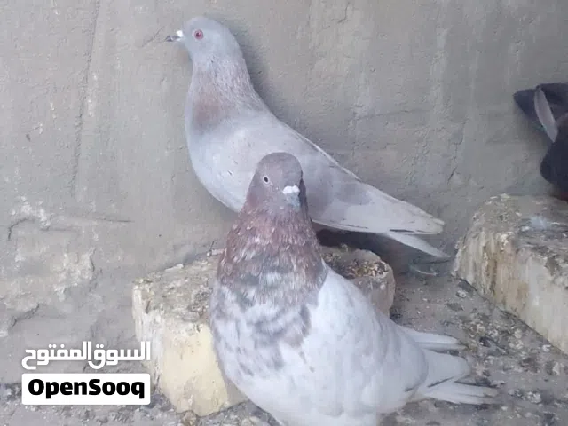 السلام عليكم حمام عدد2 واحد لوت والثاني تار صيد للبيع او مراوس ينثايه لوت أثواب حلوه مكاني مهيجران