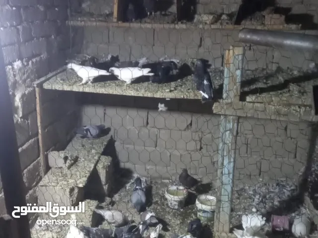 حمام دشش للبيع وبصحة جيدة العدد 60 يعني 30زوج