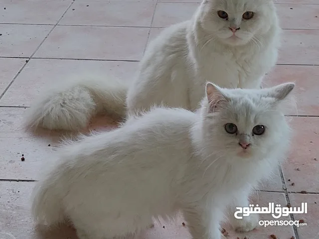2 beautiful Cats - Male & Female