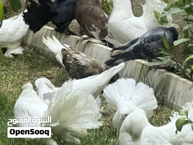 مجموعه طيور للبيع اقرى الوصف