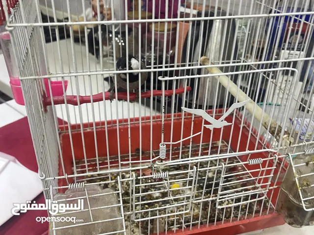 بلابل زوج اثنينهم نفس الجنس السعر العفو ب90 الف صراحه ماعرف شنو جنسهن اثنينهم فحل لو نثيه