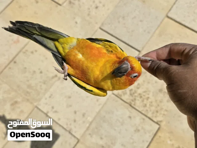 ببغاء صن كونيور