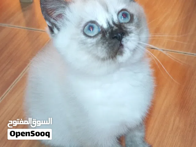 قطة مكس سكوتش وبريتش