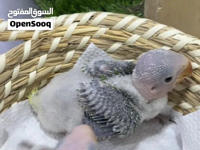 فروخ نيبالي انتاج البحرين