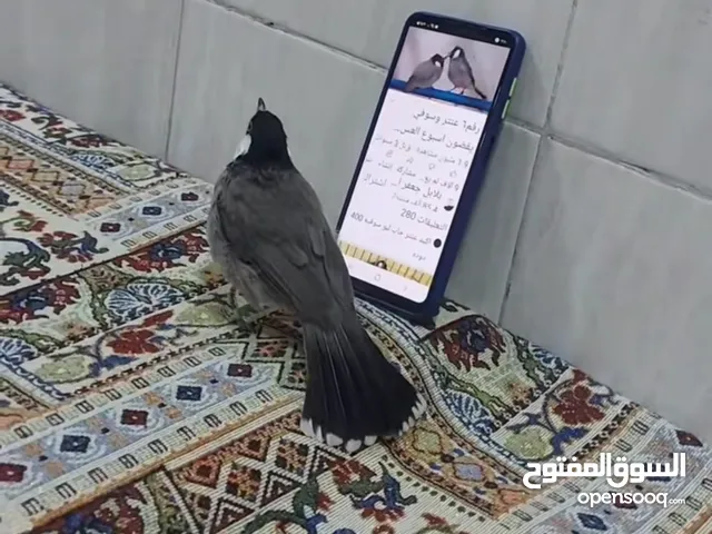بلبل العرافي خدين ابيض