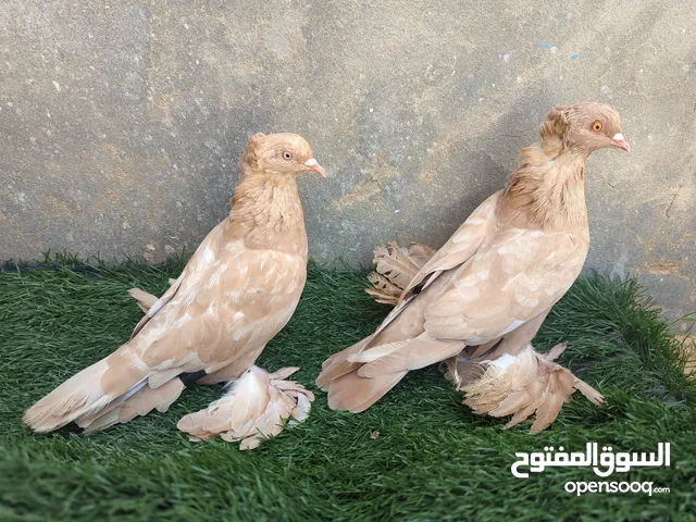 جوز اصفر شوشة تاج