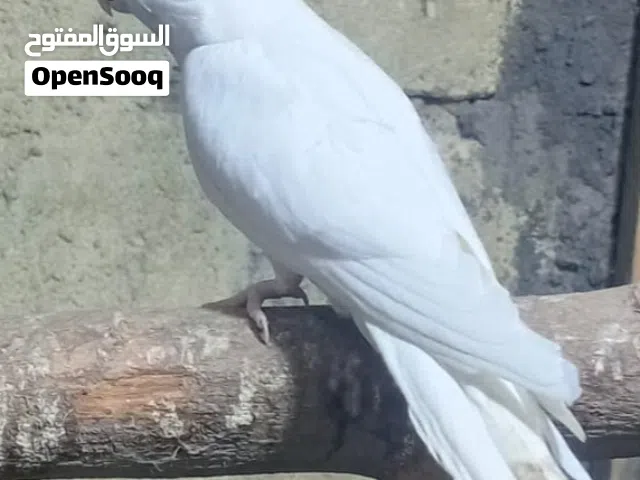 فحل كوكتيل كلير جاهز
