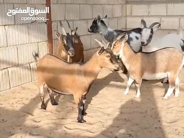 للبيع ماعز مكس