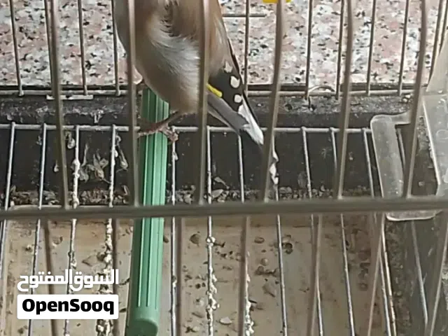 حسون ترابي عالاول للبيع