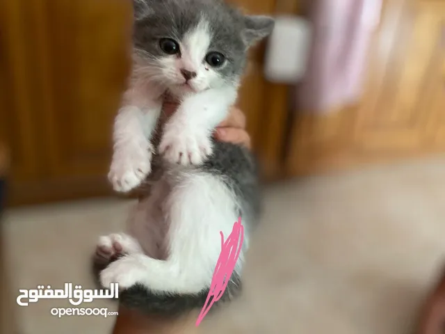 القط الاسود ذكر الاب شيرازي والام هملايا والسكني بنت الاب شيرازي والام همايلايا العمر 50 يوم