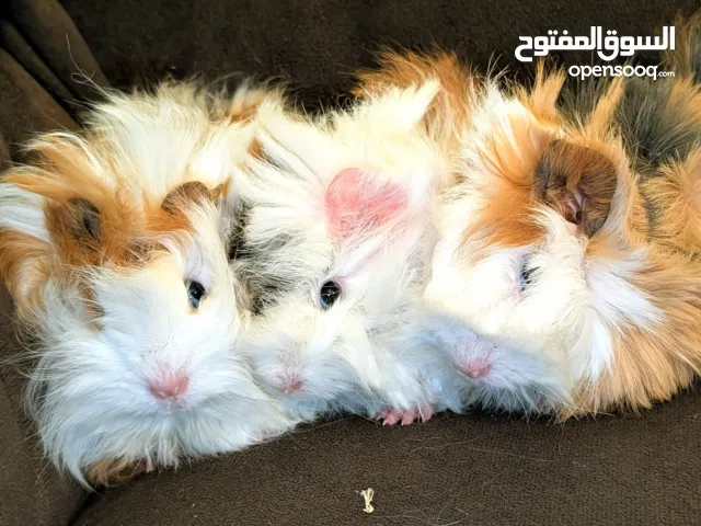 ارنب هندي ، ارانب هندية ، guinea pig