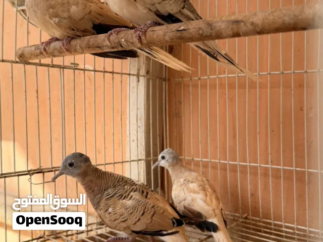 زيبرا دوف لون ابيض