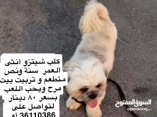للبيع كلب شيتزو أنثى