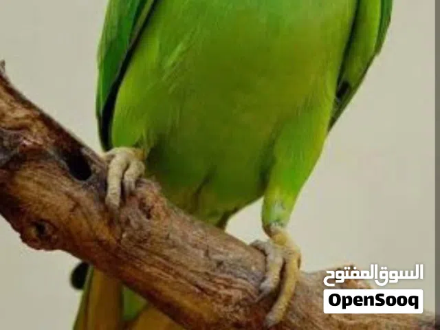 للبيع ذكر اليف معنى الكلمه مع انثى وفرخ صغير مع صندوق وقفص وبياضه