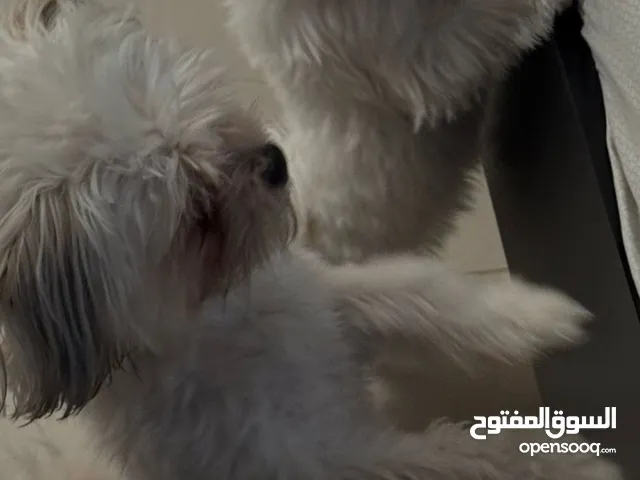 كلاب ذكر وانثى