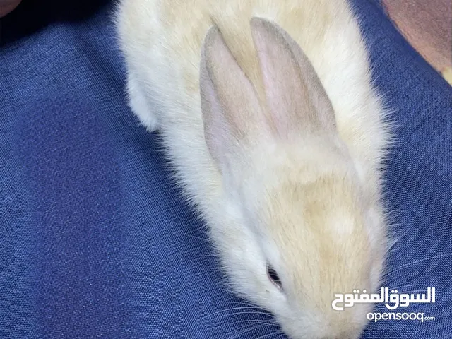 أرنب أرانب Rabbit rabbits