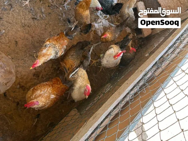 9 دجاجات 4 فراريج الله يبارك