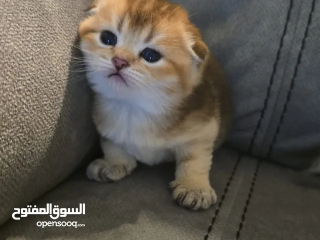 قطط شانشيلا انتاج نادر ذهبي فصحة ممتازة تبارك الله جمال متوفر ذكور و اناث كمية محدودة التواصل واتساب