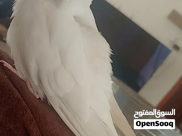 بصلاة على نبي متوفر ذكر كوكتيل البينو عين حمره التفاصيل تحت