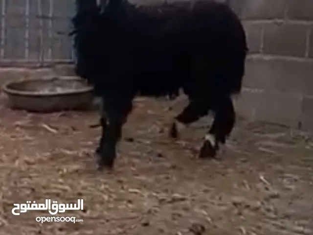 كبش لبيععع