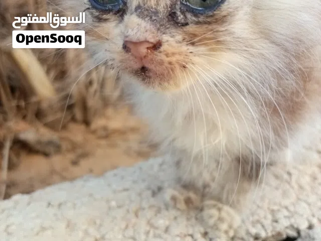 قطه نوع شيرازي 3 بـ350 دينار