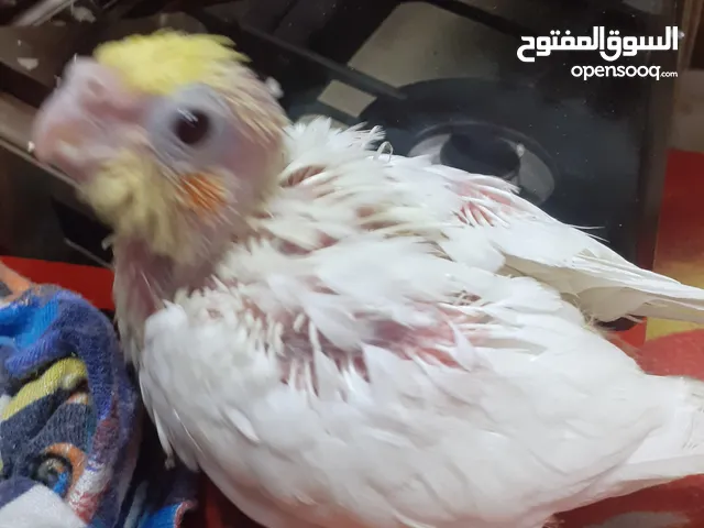 فراخ كوكتيل