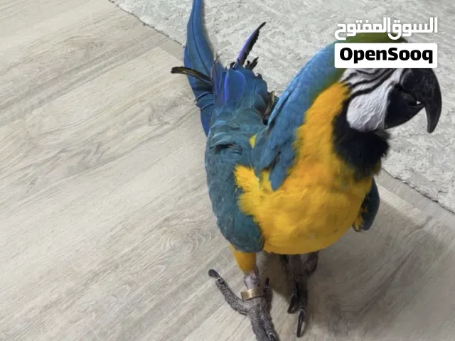 ببغاء المكاو