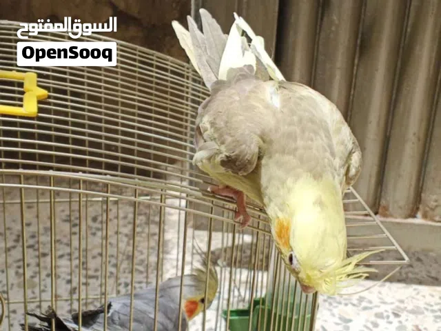 عصافير ككتيل