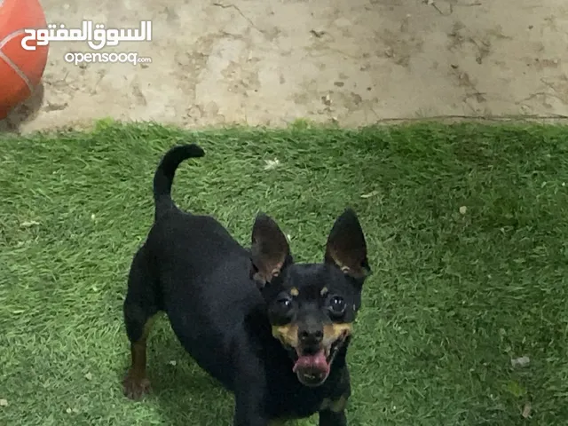 Chihuahua for sale