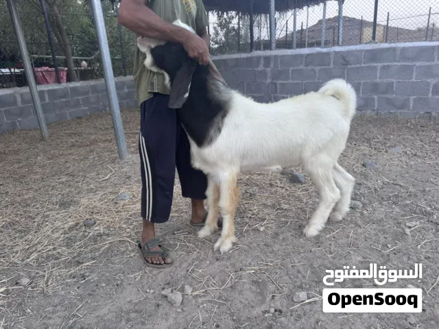 تيس  للبيع
