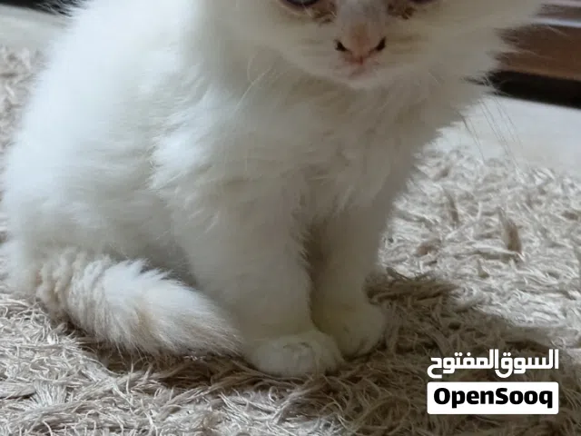 انثى هيملايا اورنج عمر شهرين