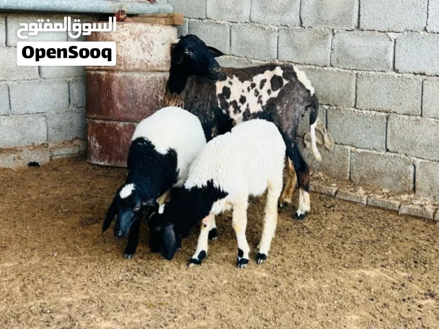 نعجة قرنة تومية ربي ييارك