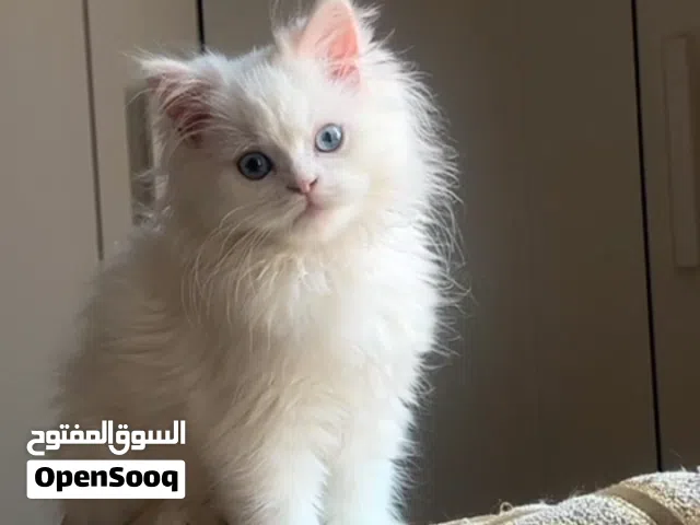 قطه شيرازي بيضاء