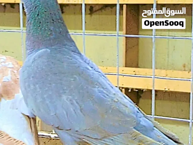 ذكر زاااجل