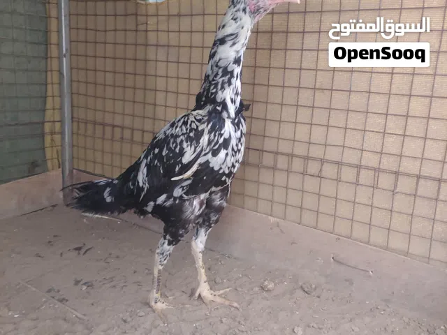طيور للبيع