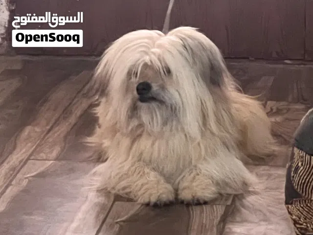 كلب جميل جدا و مطي ع يحب العب للبيع