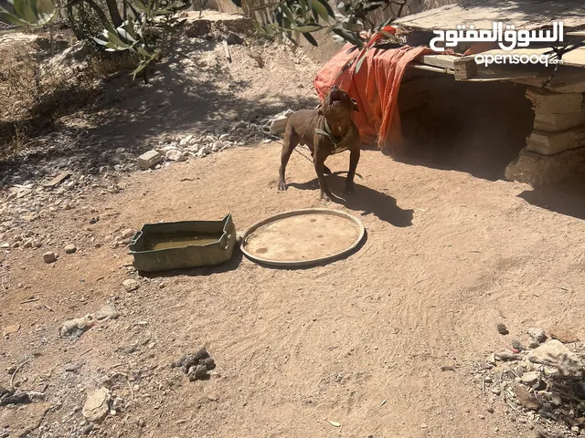 كلب بيتبل للبيع