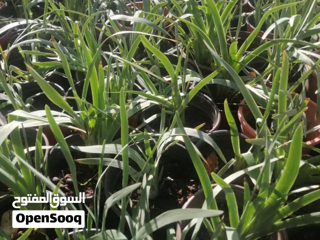 اشتال السوسنه السوداء موجود 130 قوار