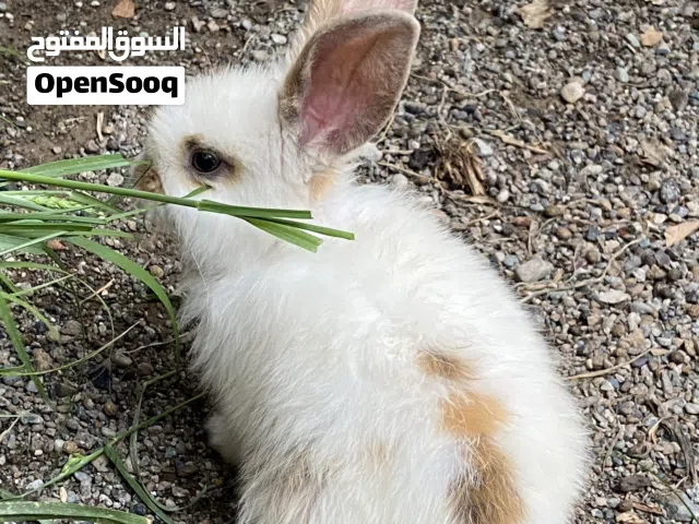 للبيع ارنب انثى