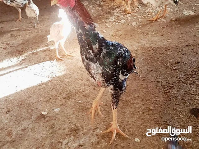 دجاج تركي دجاجات رفع