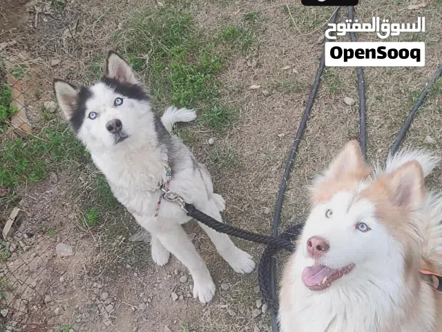 اعلى سعر ابيع