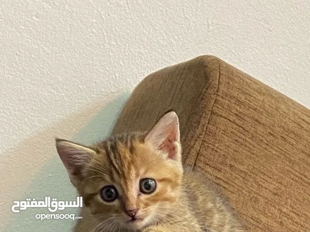 قطط تركيه فصيله انغور عمرها شهرين
