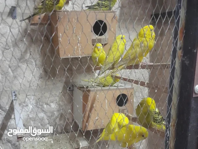 عصافير حب الواحد 5 دنانير بالهاشمي الشمالي