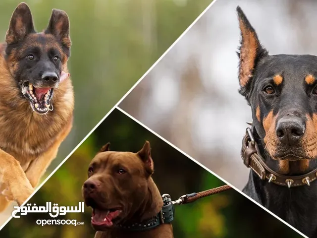 مطلوب جرو من شهرين إلى أربع شهور للتبني بيتبول،جيرمن،روت وايلر.