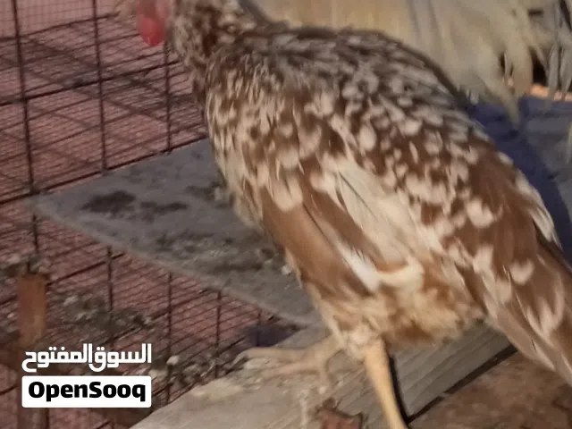 سلام عليكم دجاج عرب بي بياض وبي بعده فراريج كلهن ينباعن شلع